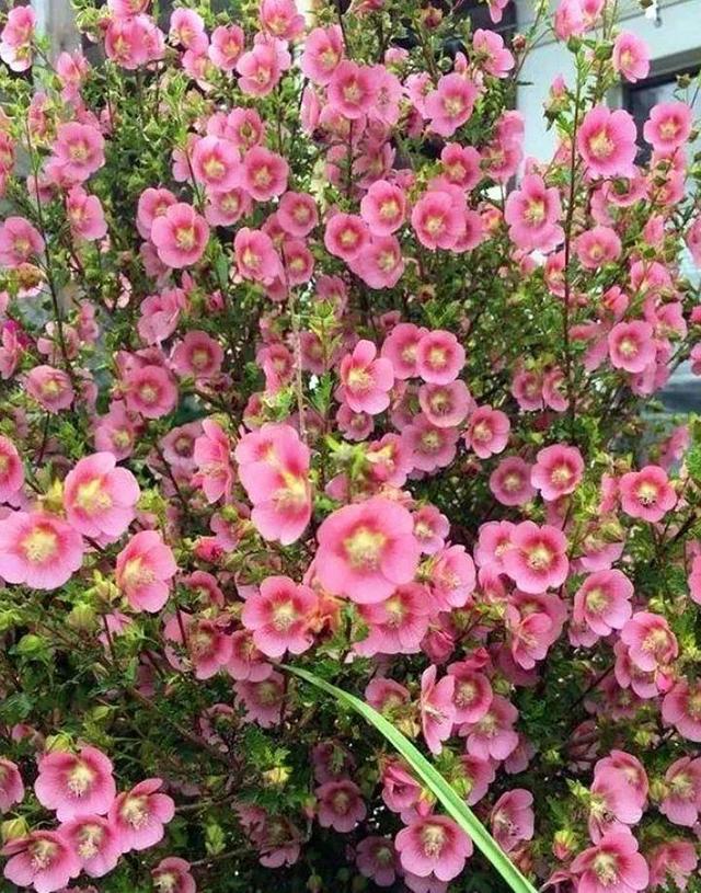 高颜值的28种花，夏天种一棵，怎么拍都很美